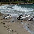 Nelson Bay Australia