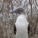 Galapagos Islands Ecuador Blog Adventure