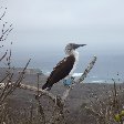 Travel Experience Galapagos Ecuador Picture gallery