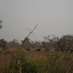 Benin Wildlife Safari Tour Tanguieta Vacation Sharing