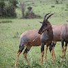 Kenya Tours and Safaris Tsavo Blog Pictures