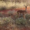 Tsavo Kenya