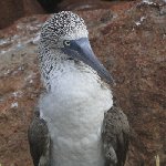 Galapagos Islands Ecuador Travel