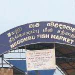 Negombo Sri Lanka Review Photograph