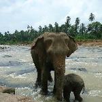   Pinnawala Sri Lanka Travel Photographs