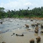 Pinnawala Sri Lanka