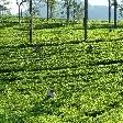 Nuwara Eliya Sri Lanka Stay Travel Experience