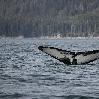 AK United States