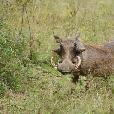 Drifters Kruger Park Safari South Africa Johannesburg Adventure