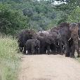 Drifters Kruger Park Safari South Africa Johannesburg Album Pictures