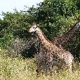 Drifters Kruger Park Safari South Africa Johannesburg Review Photograph