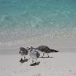 Photo  Los Roques archipelago Venezuela