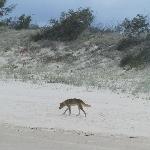   Fraser Island Australia Diary Adventure