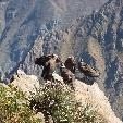 Colca Canyon Peru