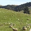 Touring from Kaikoura in Camper New Zealand Photographs