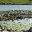 Rathlin Island Ireland