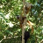 Holiday in Madagascar Ankarana Travel Package