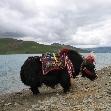 Journey to Tibet China Trip Review