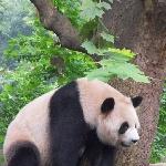 Visit Chengdu Panda Reserve China Picture gallery