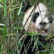 Visit Chengdu Panda Reserve China Blog Experience