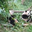 Visit Chengdu Panda Reserve China Diary Adventure
