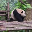 Visit Chengdu Panda Reserve China Vacation Tips