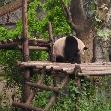 Visit Chengdu Panda Reserve China Holiday