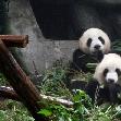 Visit Chengdu Panda Reserve China Travel Package