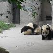 Visit Chengdu Panda Reserve China Blog Information