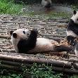 Visit Chengdu Panda Reserve China Travel Blogs