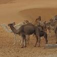 Dakhla Western Sahara Desert Tour Diary Information
