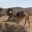 Dakhla Western Sahara Desert Tour Travel Photos