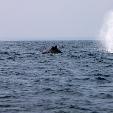 Evengue Island Lodge Gabon Omboue Diary