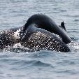 Evengue Island Lodge Gabon Omboue Diary Picture