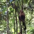 Manuel Antonio National Park and Beaches Quepos Costa Rica Vacation Sharing