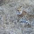 Kruger National Park South Africa Vacation Experience