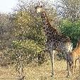 Kruger National Park South Africa Review Picture