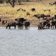 Kruger National Park South Africa