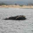 Plettenberg Bay Ocean Safari South Africa Photographs