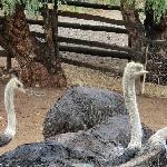 Oudtshoorn Tourist Attractions South Africa Album Sharing