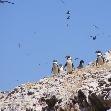 Boat Tour from Lima Peru Adventure