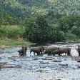 Pinnawala Sri Lanka