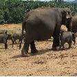 Pinnawala Sri Lanka