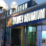 Aquarium Sydney Darling Harbour Australia Travel Photo