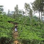 Tea Factory Visit Sri Lanka Dambulla Travel