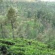 Tea Factory Visit Sri Lanka Dambulla Travel Review