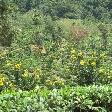 Tea Factory Visit Sri Lanka Dambulla Experience