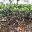 Tea Factory Visit Sri Lanka Dambulla Blog Pictures