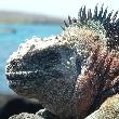 Galapagos Islands Ecuador Diary Tips