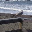 Seals at Santa Cruz Waterfront United States Vacation Diary